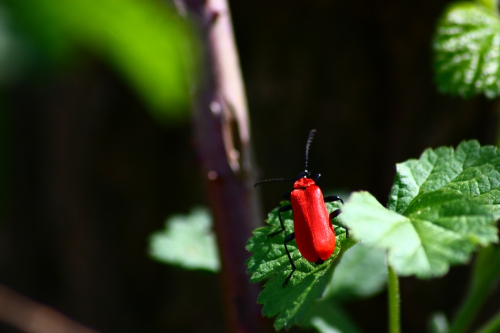 Pyrochroa coccinea?